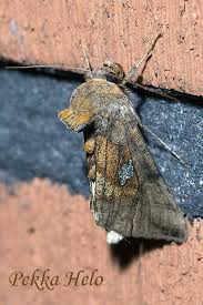 Attēlu rezultāti vaicājumam “Autographa excelsa”