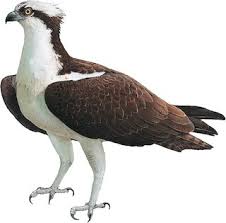 Image result for Pandion haliaetus