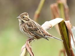 Image result for Emberiza rustica