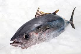 Image result for Thunnus obesus