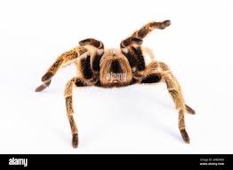 Znalezione obrazy dla zapytania Grammostola grossa