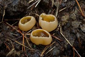 Attēlu rezultāti vaicājumam “Peziza vesiculosa”