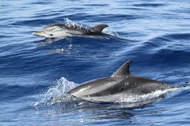 Image result for Stenella coeruleoalba