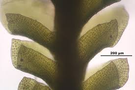 Attēlu rezultāti vaicājumam “Anastrophyllum minutum”