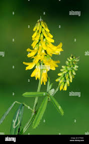 Attēlu rezultāti vaicājumam “Melilotus officinalis”