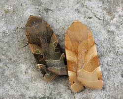 Attēlu rezultāti vaicājumam “Noctua fimbriata imago”