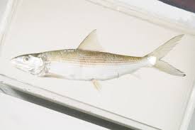 Image result for Albula glossodonta