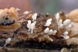 Attēlu rezultāti vaicājumam “Arcyria cinerea”