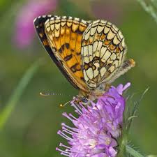 Attēlu rezultāti vaicājumam “Mellicta athalia upperside”