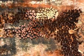 Attēlu rezultāti vaicājumam “Trichia varia spores”