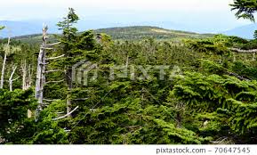 Attēlu rezultāti vaicājumam “Abies mariesii”