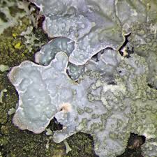 Attēlu rezultāti vaicājumam “Parmelia sulcata”