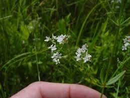 Attēlu rezultāti vaicājumam “Galium boreale fruit”