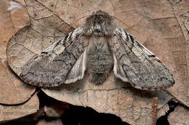 Attēlu rezultāti vaicājumam “Achlya flavicornis”