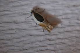 Attēlu rezultāti vaicājumam “Ancylis myrtillana”