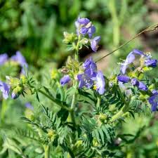 Attēlu rezultāti vaicājumam “Polemonium caeruleum fruit”