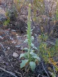 Attēlu rezultāti vaicājumam “Verbascum thapsus”