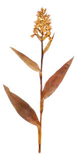 Attēlu rezultāti vaicājumam “Epipactis helleborine fruit”