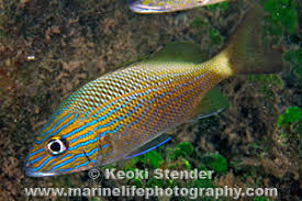 Image result for Haemulon plumierii