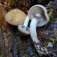 Attēlu rezultāti vaicājumam “Stropharia hornemannii”