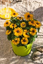 Image result for Sonnenhut