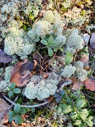 Attēlu rezultāti vaicājumam “Cladonia stellaris”