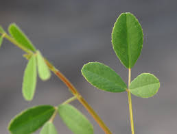 Attēlu rezultāti vaicājumam “Melilotus officinalis”