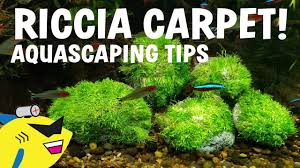 Attēlu rezultāti vaicājumam “Riccia”