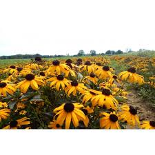 Image result for Rudbeckia fulgida