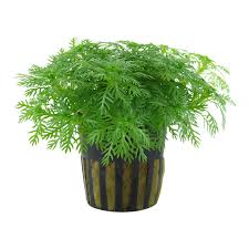 Attēlu rezultāti vaicājumam “Hottonia palustris leaf”