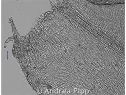 Attēlu rezultāti vaicājumam “Neckera pennata sporophyte”