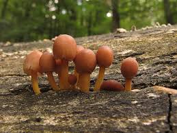 Attēlu rezultāti vaicājumam “Mycena renati”