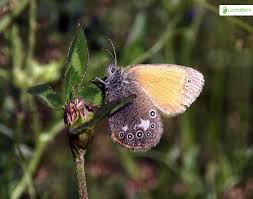 Attēlu rezultāti vaicājumam “Coenonympha glycerion underside”