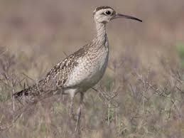 Image result for Numenius minutus