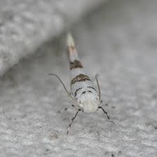 Attēlu rezultāti vaicājumam “Phyllonorycter platanoidella”