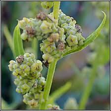 Attēlu rezultāti vaicājumam “Chenopodium album flower”