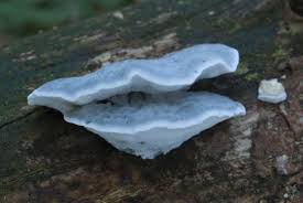 Attēlu rezultāti vaicājumam “Postia caesia”