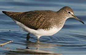 Attēlu rezultāti vaicājumam “Tringa ochropus”