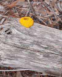 Attēlu rezultāti vaicājumam “Fuligo leviderma spores”