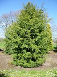 Attēlu rezultāti vaicājumam “Tsuga canadensis”