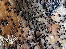 Attēlu rezultāti vaicājumam “Metatrichia floriformis stalked”