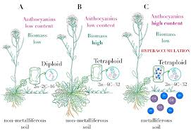 Attēlu rezultāti vaicājumam “Cardaminopsis arenosa leaf”