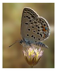 Attēlu rezultāti vaicājumam “Plebejus idas underside”