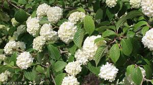 Attēlu rezultāti vaicājumam “Adoxaceae”