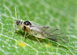 Attēlu rezultāti vaicājumam “Chaitophorus populeti”