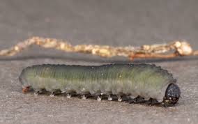 Attēlu rezultāti vaicājumam “Mellicta athalia larva”