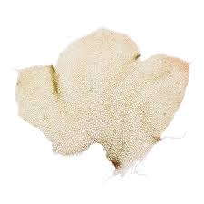 Attēlu rezultāti vaicājumam “Barbilophozia lycopodioides”