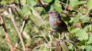 Attēlu rezultāti vaicājumam “Prunella modularis”