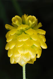 Attēlu rezultāti vaicājumam “Trifolium aureum leaf”