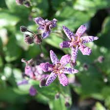 Image result for Tricyrtis `Black Beauty`